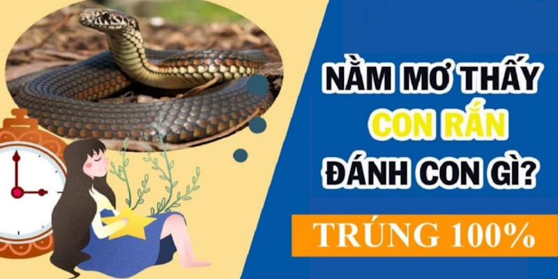 Giải mã chi tiết nằm mơ thấy rắn đánh con gì nhanh trúng